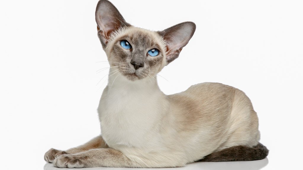 Сіамські кішки
