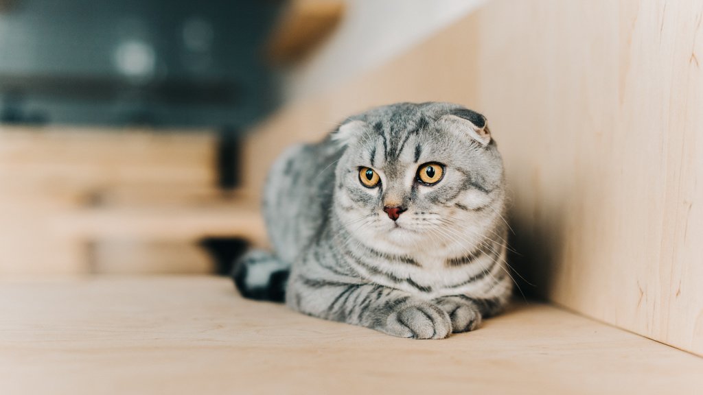 Шотландські кішки