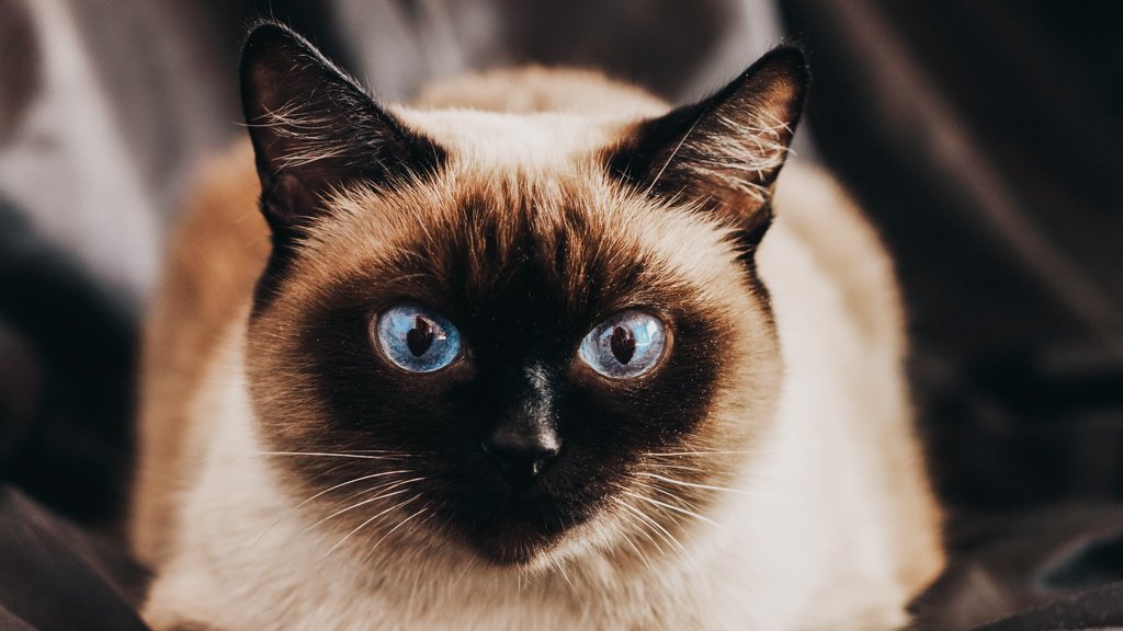 Сіамські кішки