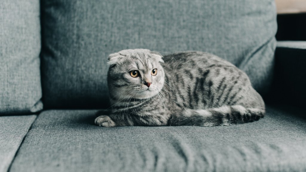 Шотландські кішки