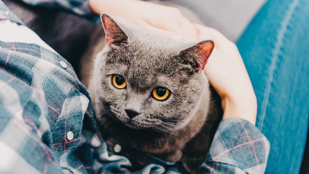 Британські кішки