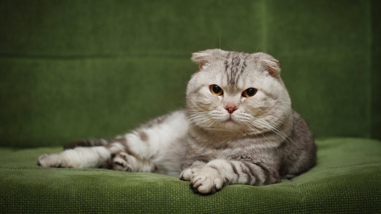 Шотландська висловуха кішка