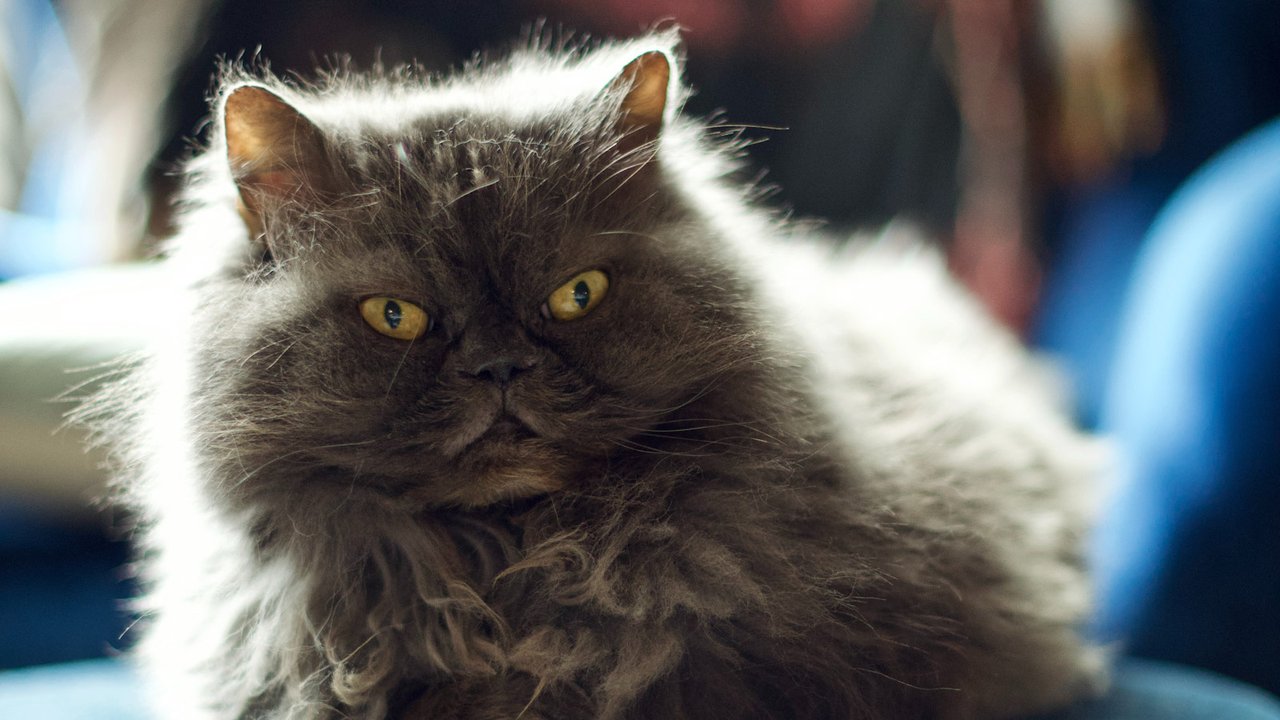 Перська кішка