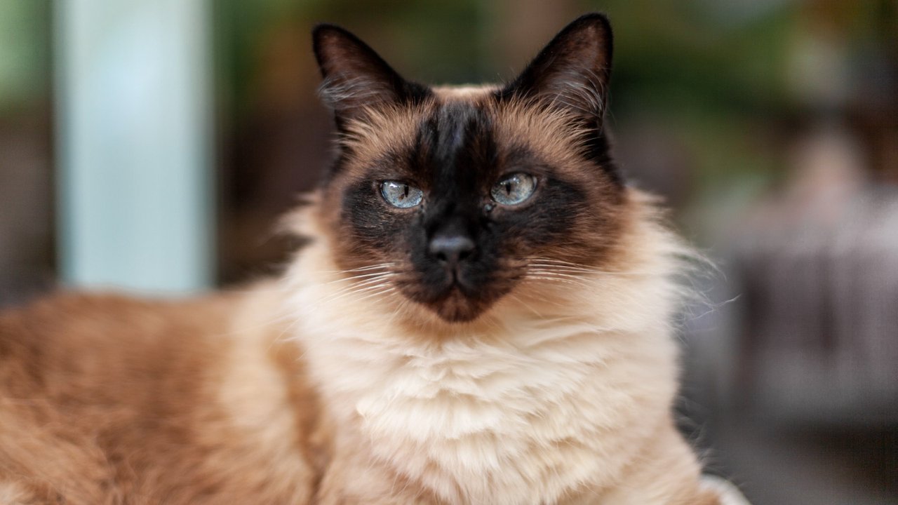 Священна бірма