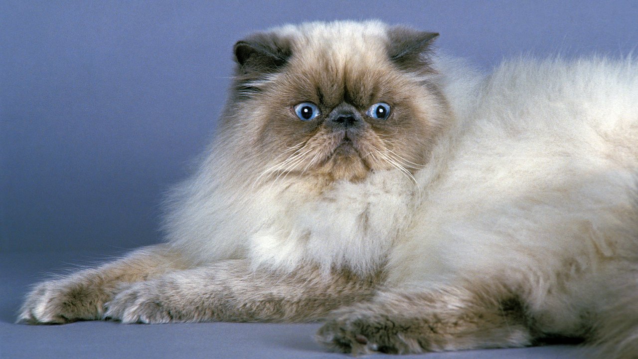 Гімалайська кішка