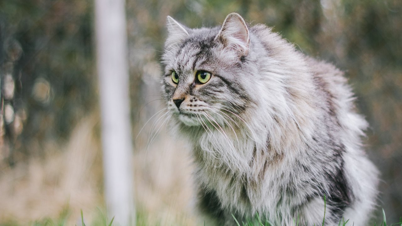 Сибірська кішка