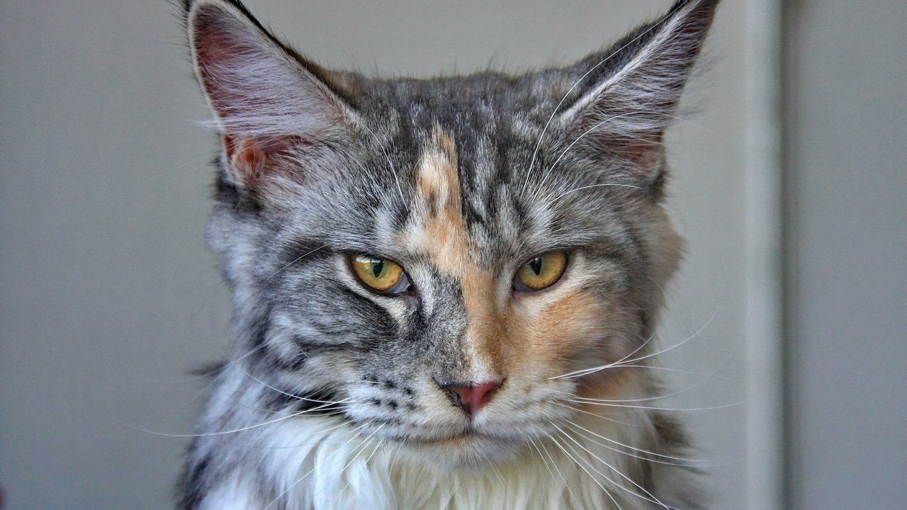 Мейн-кун, або котопес