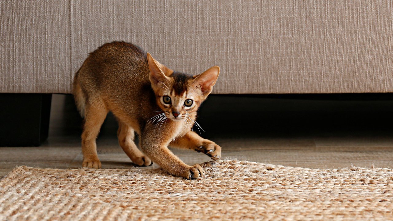 Абіссінська кішка, або кішка-мавпа