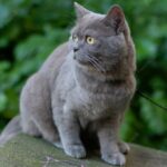 коти улюбленець