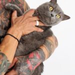 котячий будинок