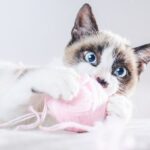 коти домашня тварина