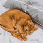 ліжко для кота