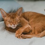 ліжко для кота