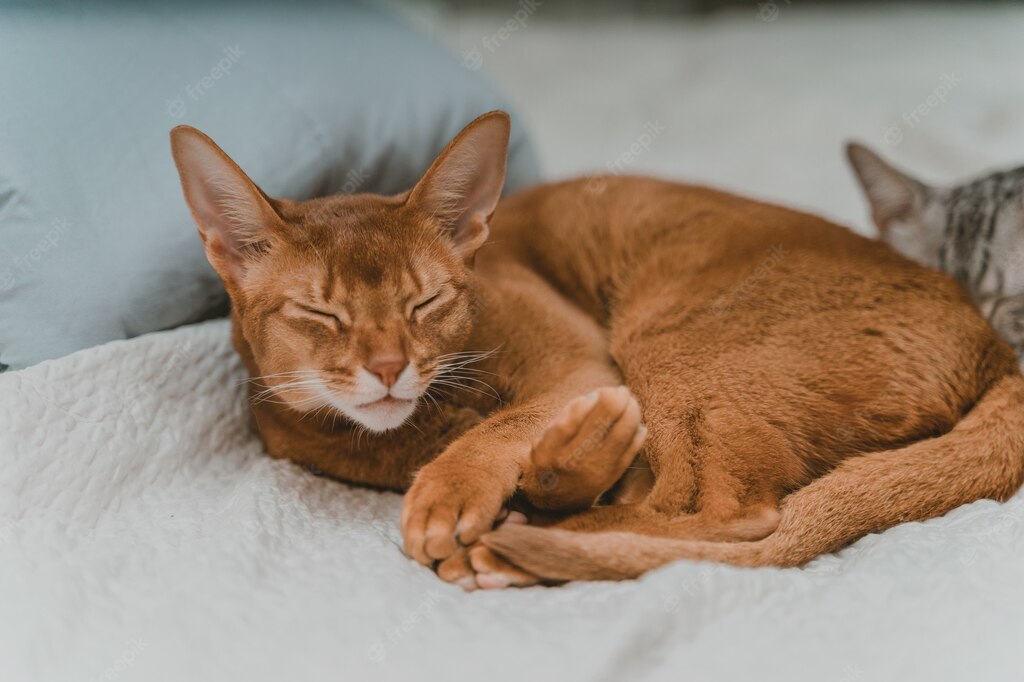 ліжко для кота