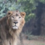 король лев