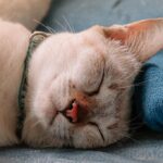 котячий будиночок