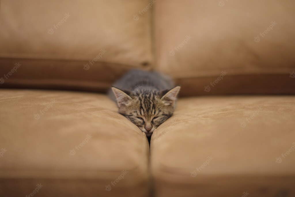 сплячий кіт