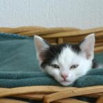 коти домашня тварина