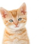 кошенята