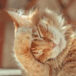 коти улюбленець