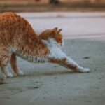 коти улюбленець