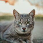 коти домашня тварина