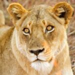 африканське сафарі