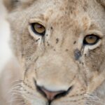 природа тварина