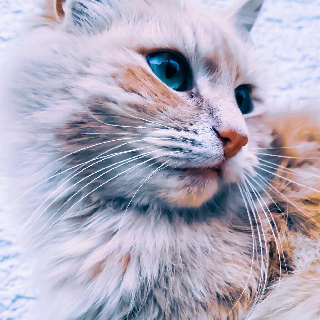 коти домашня тварина