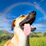 догляд за собакою