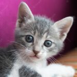 смішний кіт