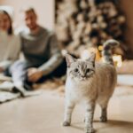 різдвяна пара