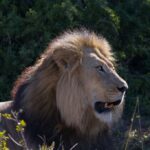 дика природа