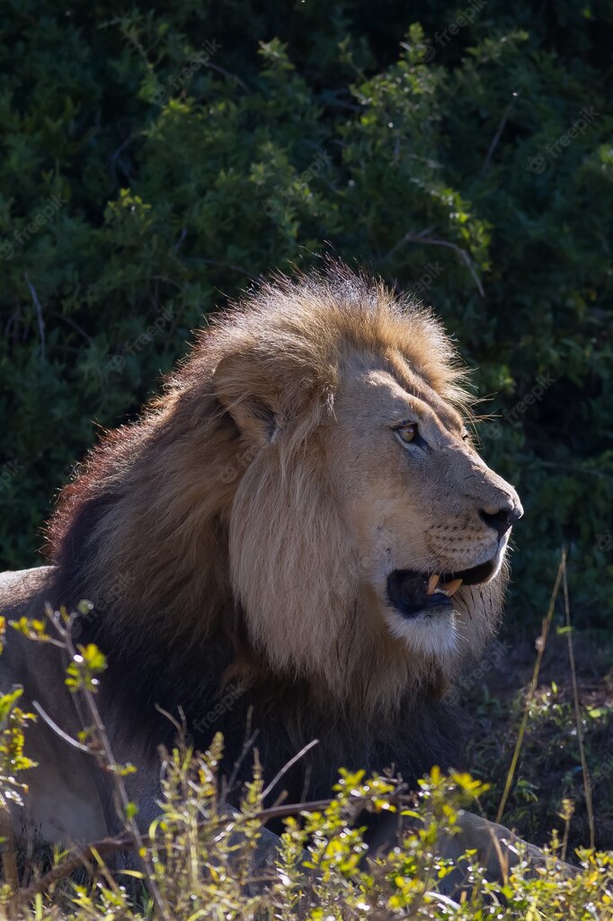 дика природа