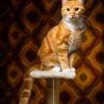 коти домашня тварина