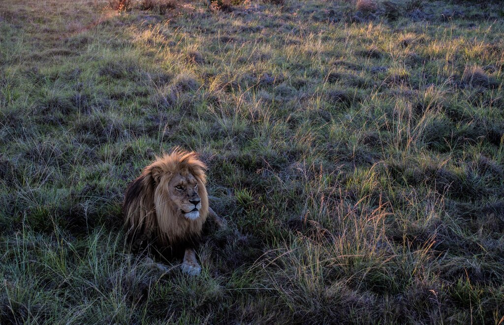 дика природа