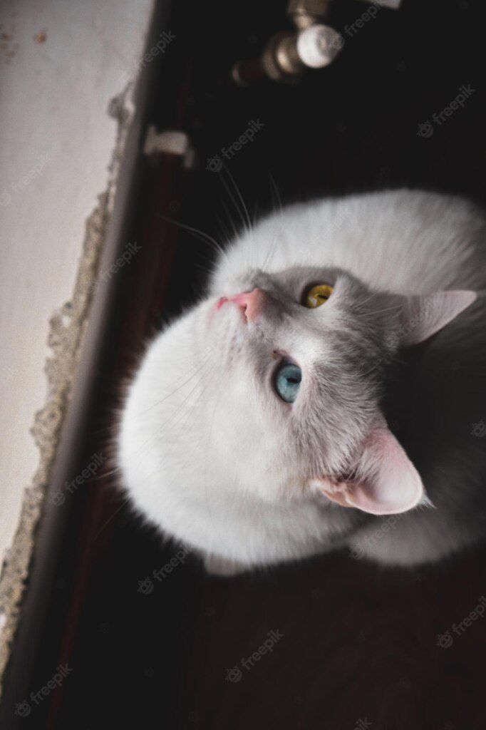 коти