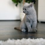 британська короткошерста