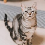 котячий будинок