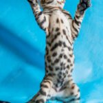 бенгальський кіт