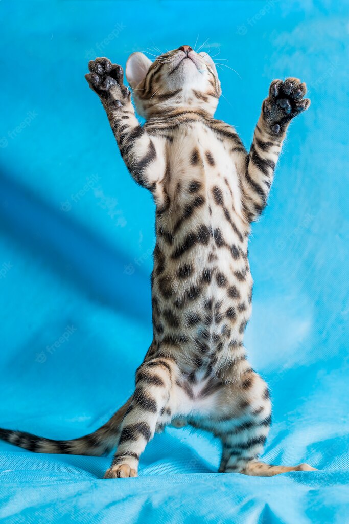 бенгальський кіт