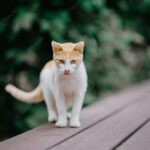 веселий кіт