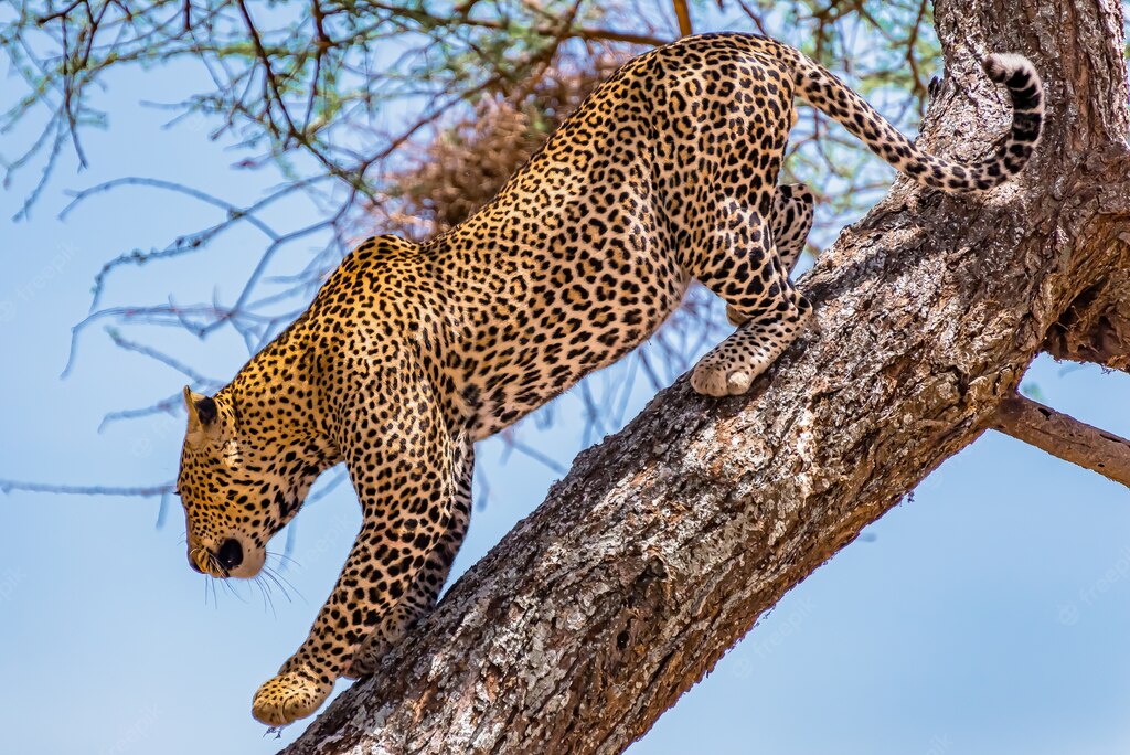 дика природа