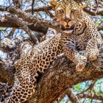 африканське сафарі