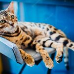 бенгальський кіт