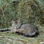 ледачий кіт