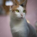 котячий будинок