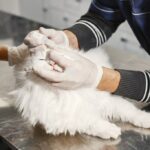 ветеринарна медицина