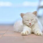 сплячий кіт