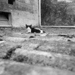 градації сірого